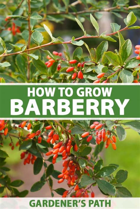 barberry care and maintenance.